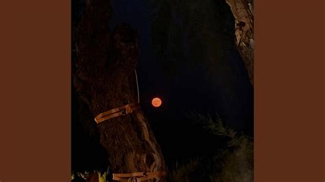 Image result for Rattlesnack vs Python