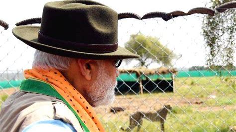 Will native leopards, striped hyenas, jackals pose threat to Namibian ...