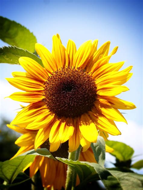 Image result for Sunflower Optimization Algorithm