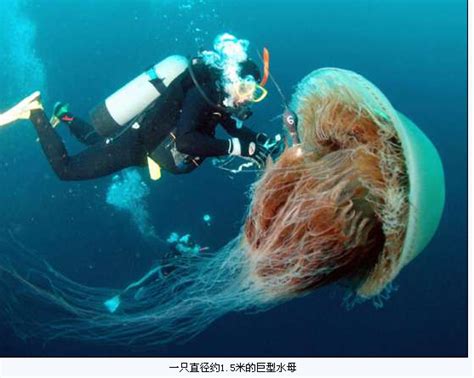 巨無霸水母釀翻船 | 蘋果日報 | 兩岸國際 | 20091102