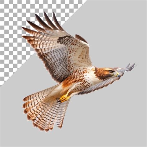 Redtailed hawk in flight fullbody view isolated on a transparent ...