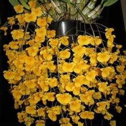 Dendrobium lindleyi sp. – EXOTICA ORCHIDS