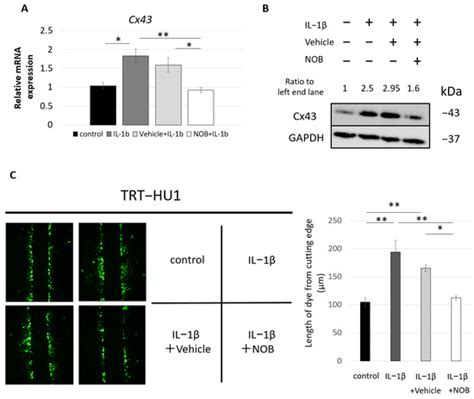 Flavonoid Nobiletin Attenuates Cyclophosphamide-Induced Cystitis in ...