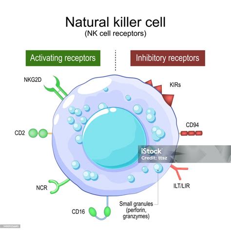 Natural Killer Cell Nk Cell Receptors Stock Illustration - Download Image Now - Biological Cell ...