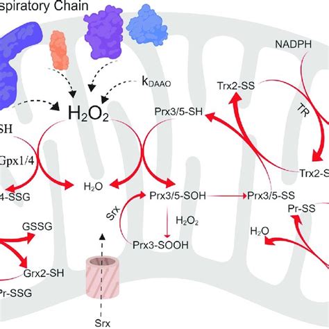 H2O2 H2O2 Reaction Type 的图像结果