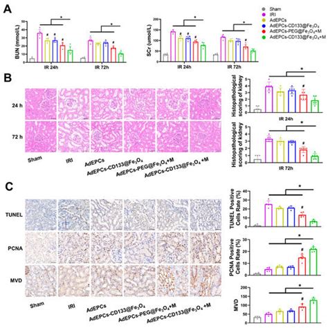 Immunomagnetic Delivery of Adipose-Derived Endothelial Progenitor Cells ...