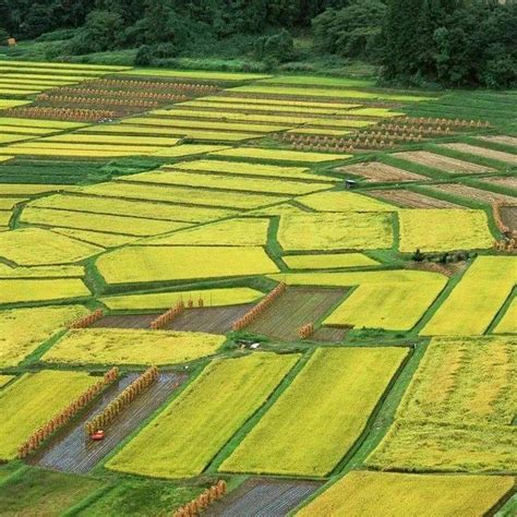 农田 的图像结果