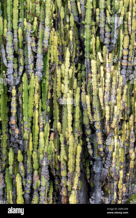 Umdlebe Tree 的图像结果