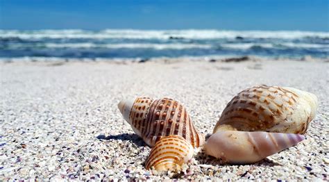 Image result for Pearly Sea Shells