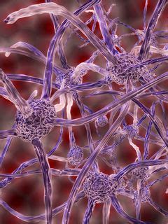 Download wallpaper 240x320 nerve cells, plexus, 3d old mobile, cell ...
