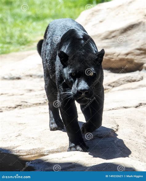 Black Panther Also Known As Jaguar Stock Image - Image of leopard ...