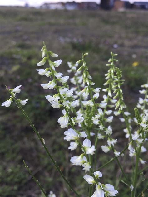 Melilotus albus - White Melilot — BSBI VC77