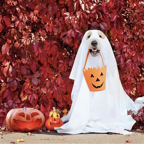 Best Dog Halloween Costumes — Runstreet