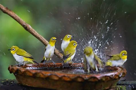 Birds Lifespan: How Long Do Birds Live For? (Answered!) - Birding Outdoors