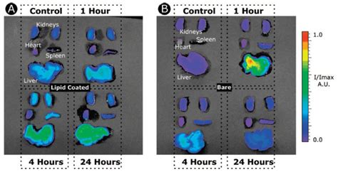 Inorganic-Organic Hybrid Nanomaterials for Therapeutic and Diagnostic ...
