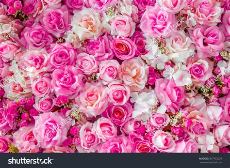Soft Pink Color Roses Background ภาพสต็อก 307432076 | Shutterstock