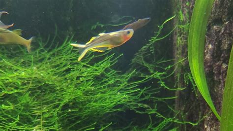 Racking my brain on this one. : r/Fish