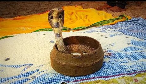 World Snake Day: Here's 5 deadliest snakes to beware of