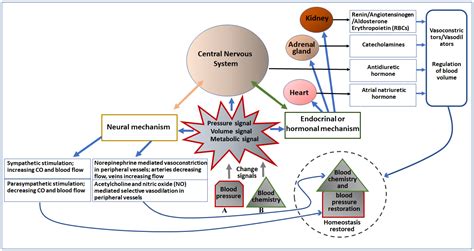 Controls of Central and Peripheral Blood Pressure and Hemorrhagic ...