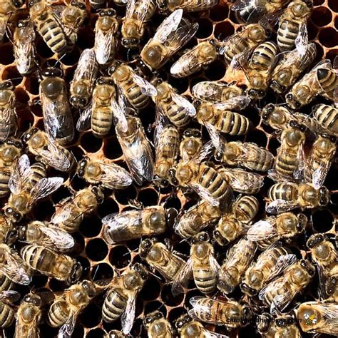 What Is a Group of Bees Called? Colonies, Swarms, and Clusters ...