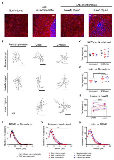 Image result for Astrocyte Neuron Reprogramming