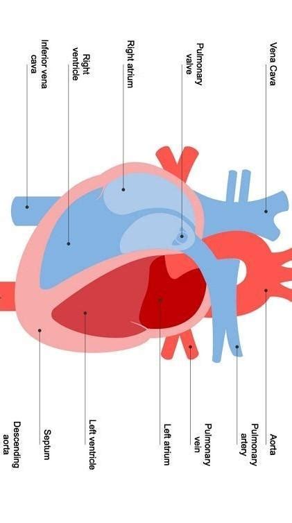 How human heart works ? Explain with Diagram. - Brainly.in