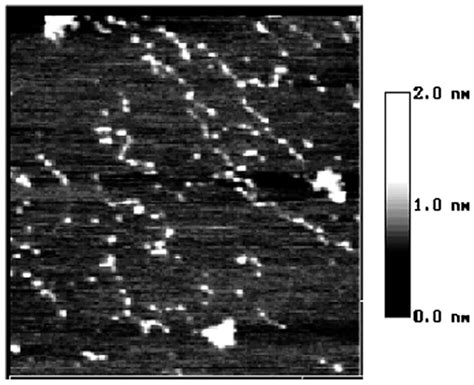 Application of the Molecular Combing Technique to Starch Granules