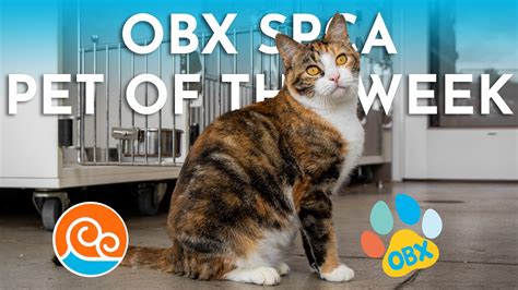 Meet the Outer Banks SPCA Pet of the Week Stella | Island Free Press