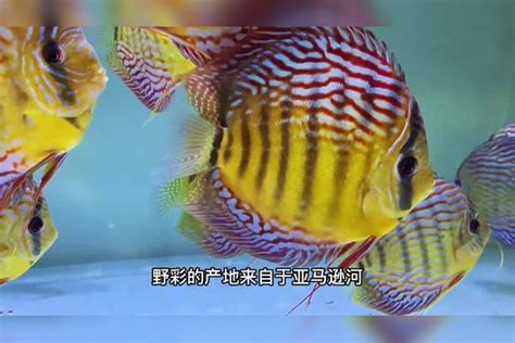 七彩神仙鱼品种图片_观赏鱼大全