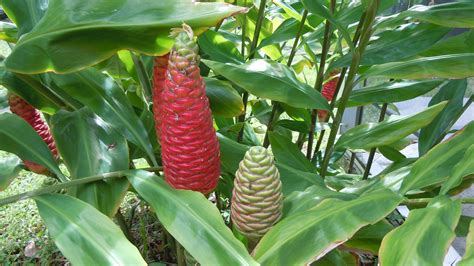 What Is Plant Soap at Marie Vicente blog