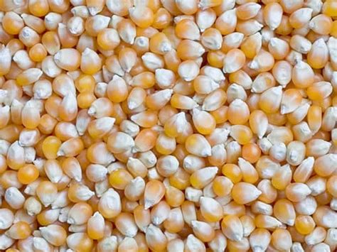 Maize Grain
