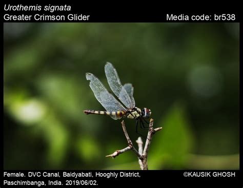 Urothemis signata Rambur, 1842 - Greater Crimson Glider | Odonata