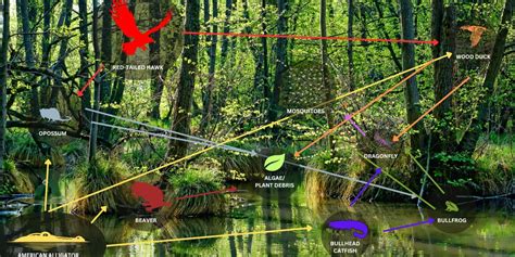 Define Ecosystem 的图像结果