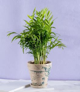 Nurturing Green Chamaedorea Plant Price in India - Buy Nurturing Green ...