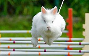 Image result for Rabbit Hopping Clip Art