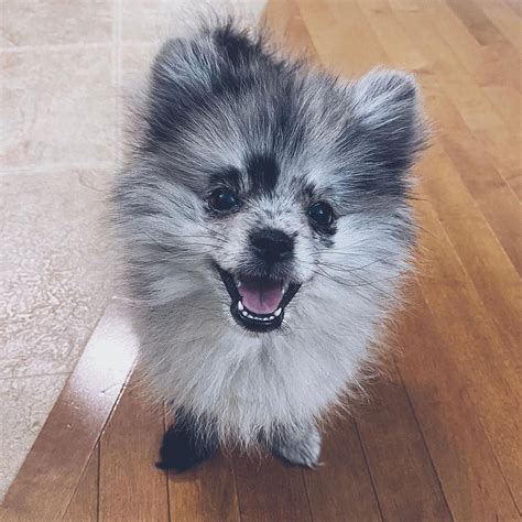 Blauer Merle Pomeranian Welpe
