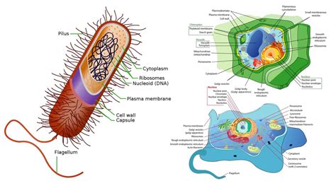 Image result for Vesicles Structure and Function