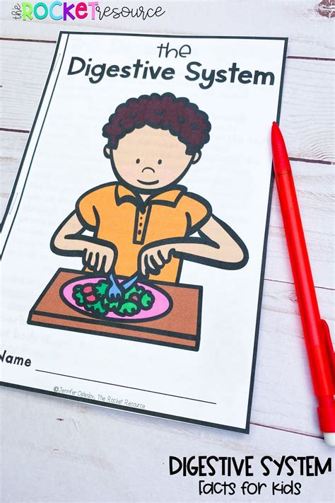 Image result for Digestive System Fun Activities