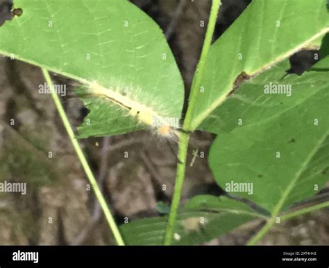 White-marked Tussock Moth (Orgyia leucostigma) Insecta Stock Photo - Alamy