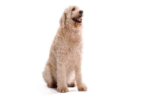 Image result for Labradoodle