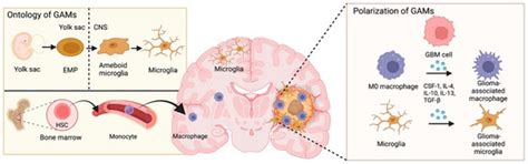 Life | Special Issue : Tumor–Host Interaction during Cancer Progression