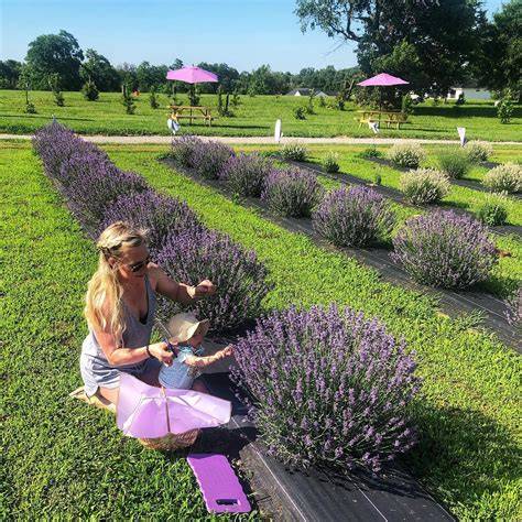 Bayer Farms U-Pick Flowers & Lavender Experience – A Weekly Summer Escape! | Bayer Farms