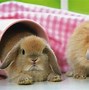 Image result for fluffy bunny wallpaper