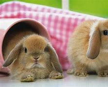 Image result for Cute Bunny Wallpaper