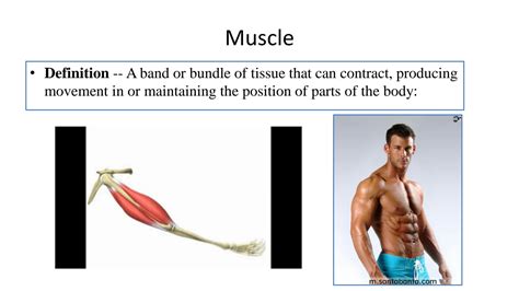 Image result for Muscle Structure Classifications