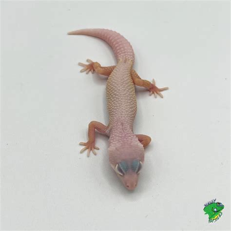 Blazing Banana Blizzard Leopard Gecko