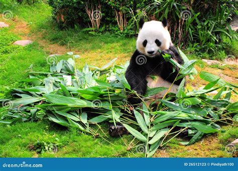 Panda eating bamboo leaves stock image. Image of captive - 26512123