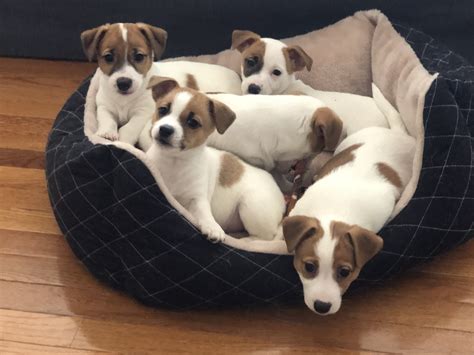 Jack Russell Terrier Puppies For Sale | South Riding, VA #326453