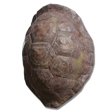 Image result for Great Turtle Shell