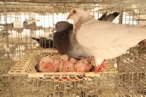 2021年肉鸽养殖前景如何？_种鸽-肉鸽-天成鸽业养殖基地